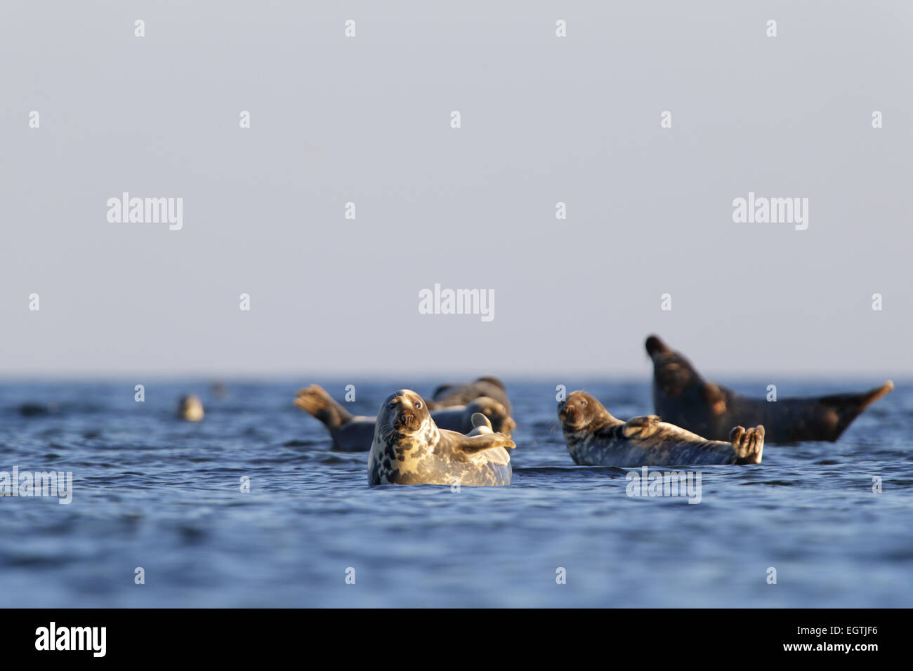 Troupeau de phoques gris (Halichoerus grypus). Mer Baltique. L'Europe, l'Estonie Banque D'Images