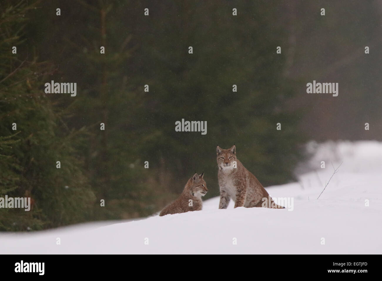 Sauvage et libre, couple de lynx insaisissable de l'Estonie, de l'Europe. Banque D'Images