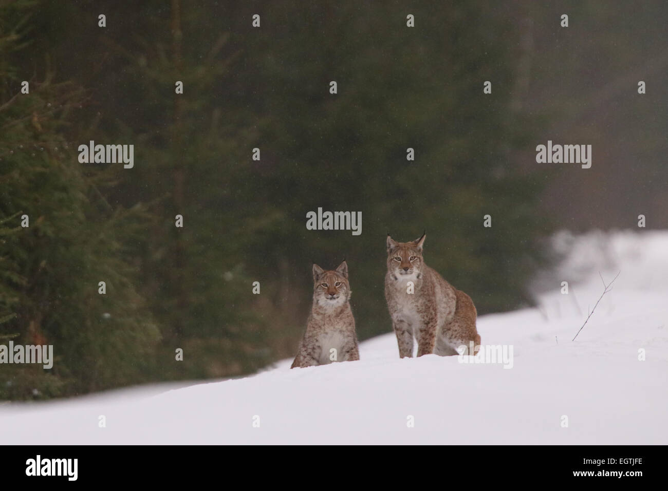 Sauvage et libre, couple de lynx insaisissable de l'Estonie, de l'Europe. Banque D'Images