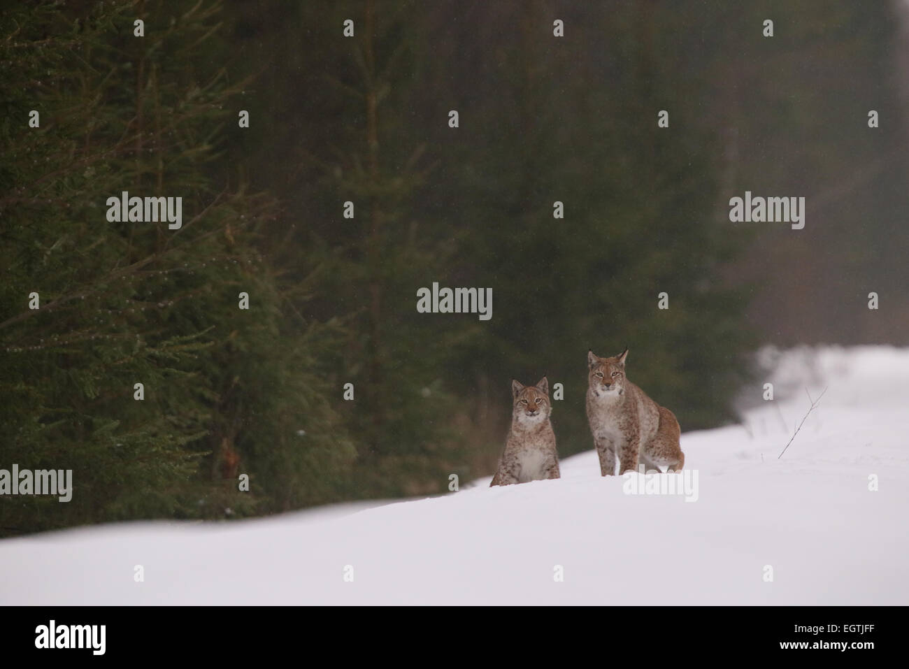 Sauvage et libre, couple de lynx insaisissable de l'Estonie, de l'Europe. Banque D'Images