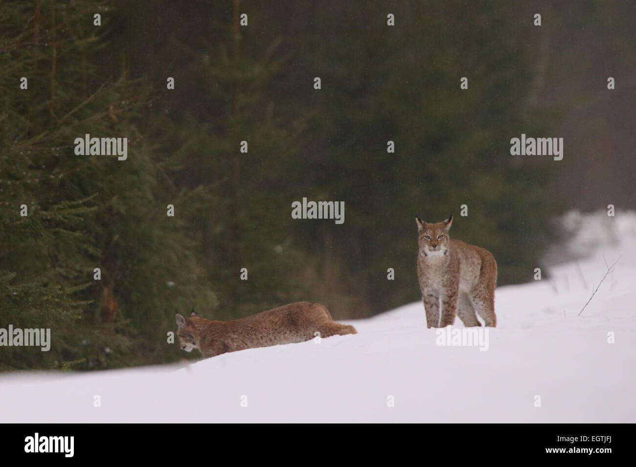 Sauvage et libre, couple de lynx insaisissable de l'Estonie, de l'Europe. Banque D'Images