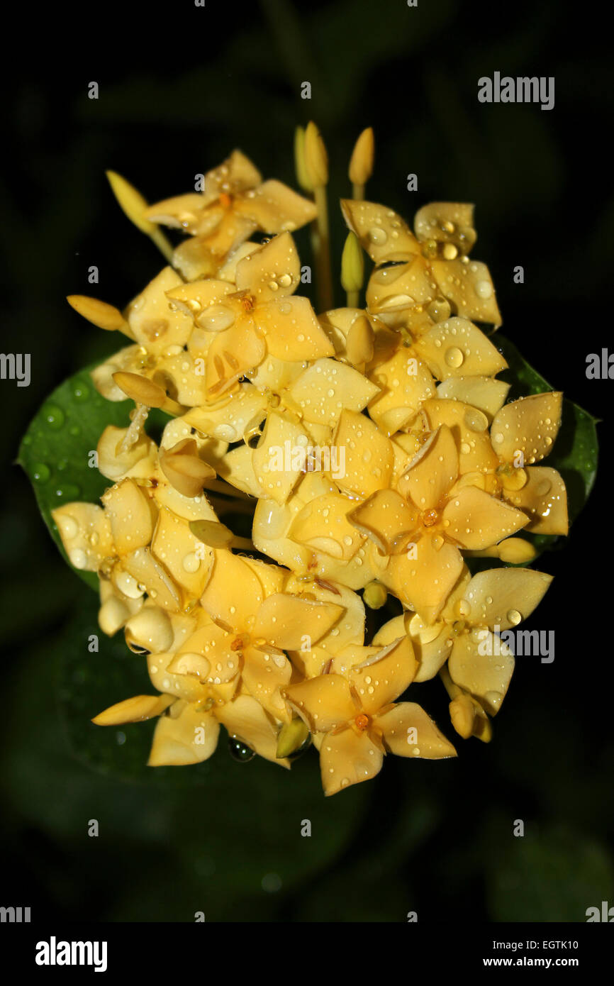 Flamme de la forêt Ixora coccinea Cultivar jaune (ou jungle Jungle géranium, flamme) Banque D'Images