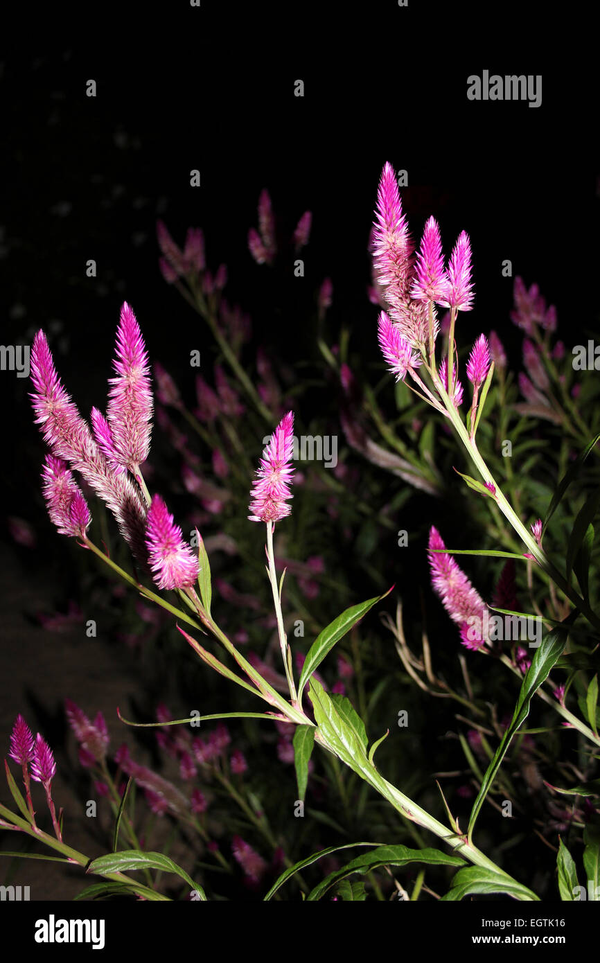 Feather Flower Amaranth celosia la nuit Banque D'Images