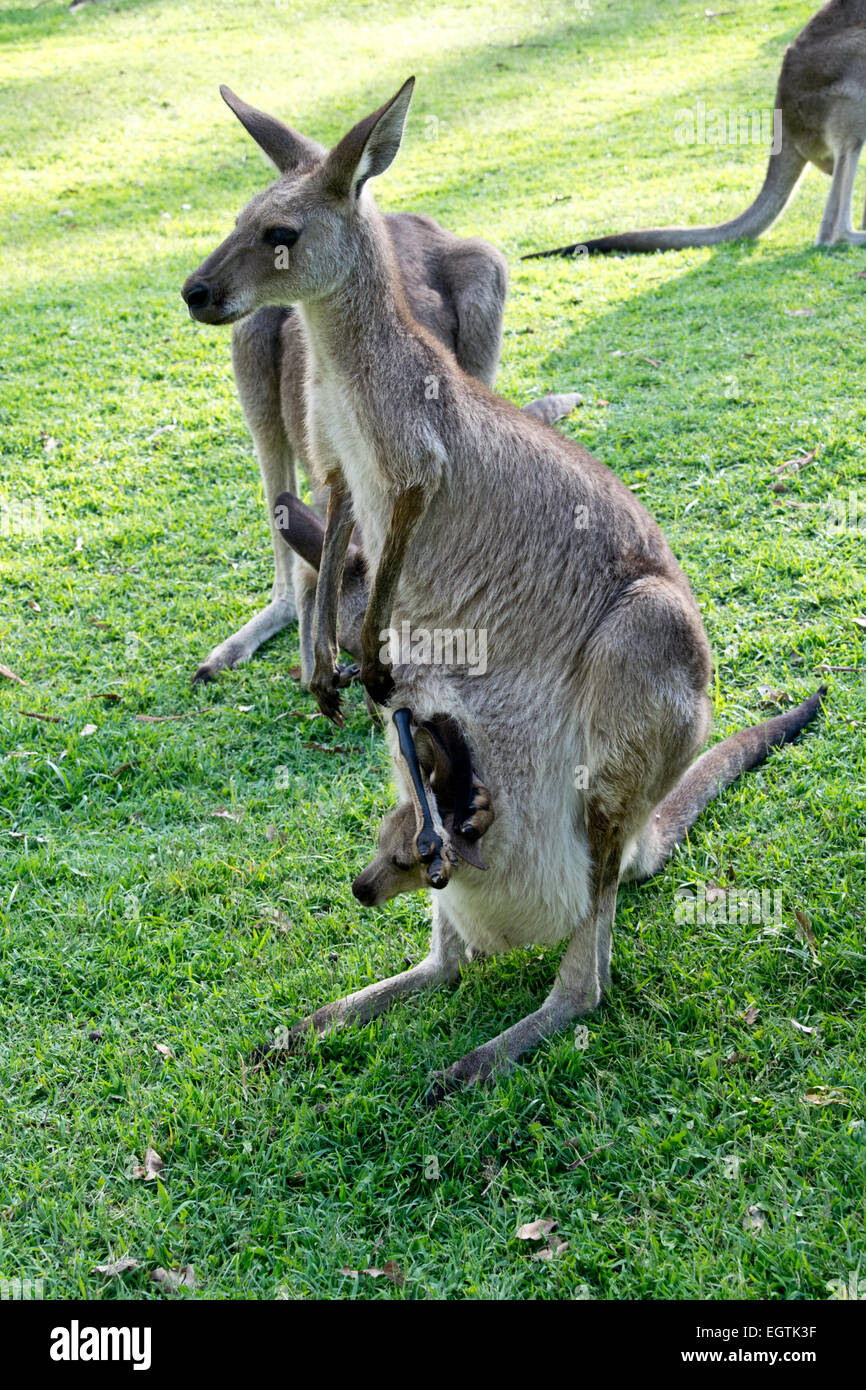 L'arrestation de kangourou en zoo en Australie Banque D'Images