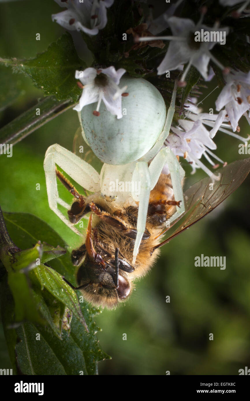 Un crabe blanc-spider (Arachnida, Araneae) Thomisidiae,, tapi dans une fleur de menthe miel capture un2170. Banque D'Images