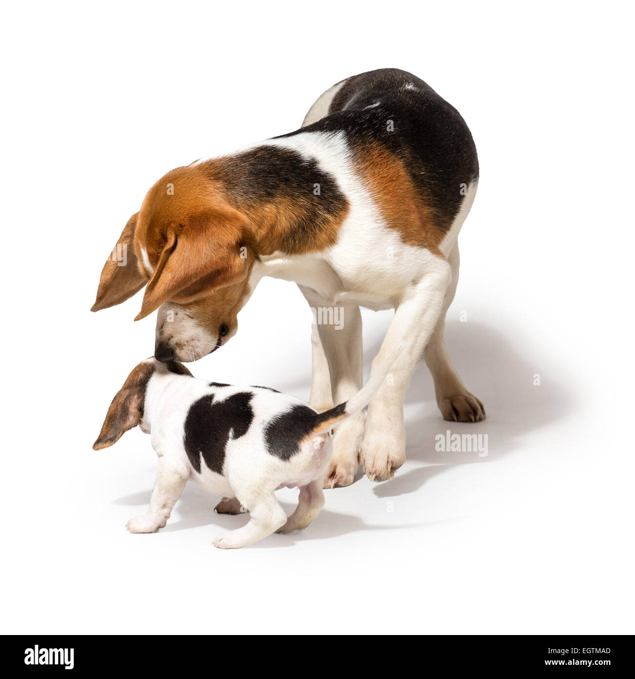 Beagle adultes jouant avec un chiot beagle Banque D'Images