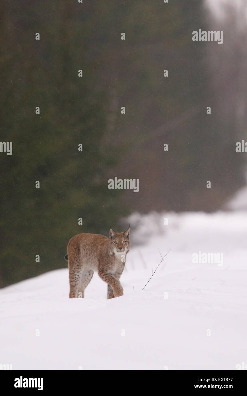 Sauvage et libre lynx (Felis lynx insaisissable), l'Estonie, de l'Europe. Banque D'Images