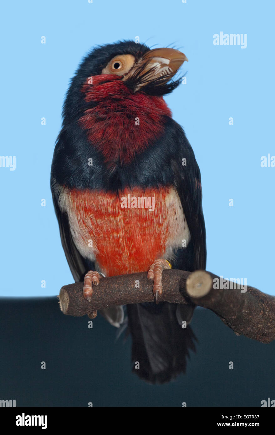 Barbet barbu (lybius dubius) Banque D'Images