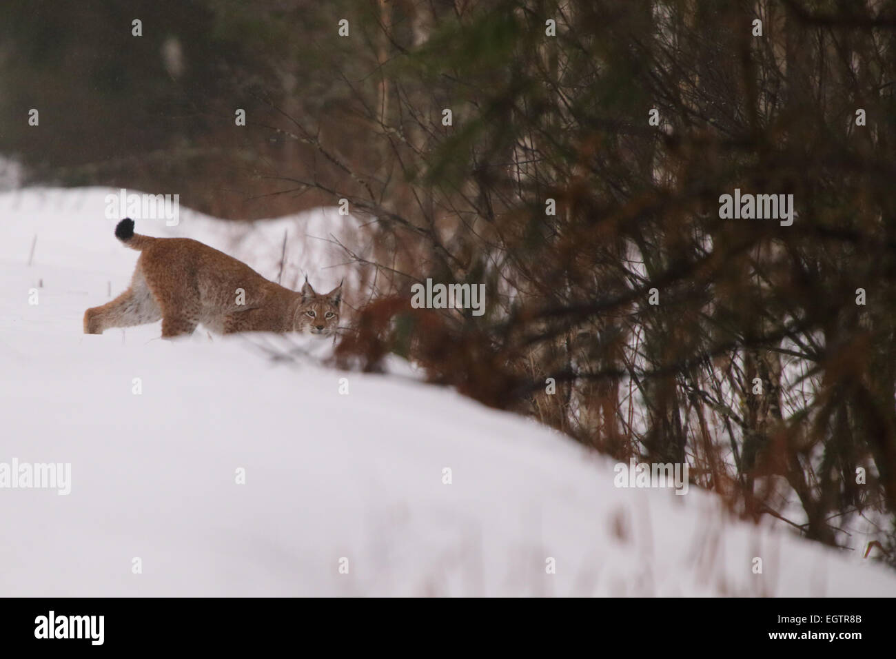 Lynx sauvages insaisissables (Felis lynx), Europe Banque D'Images