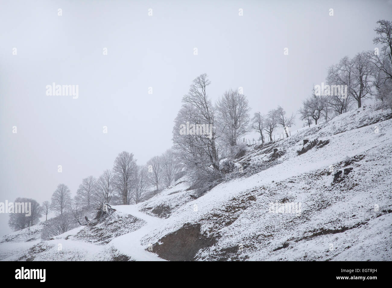 Neige scène d'arbres sur les montagnes couvertes de neige Banque D'Images