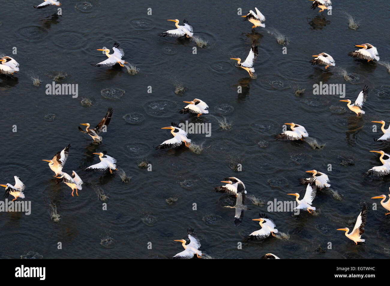 Vol synchrone de pélicans blancs sur le lac Manych Banque D'Images Vol synchrone de pélicans blancs sur le lac Manych Banque D'Images