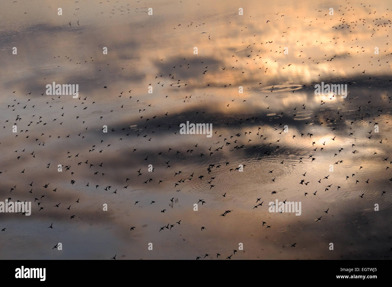 La réflexion du ciel dans le lac Manych avec volée d'oiseaux Banque D'Images La réflexion du ciel dans le lac Manych avec volée d'oiseaux Banque D'Images
