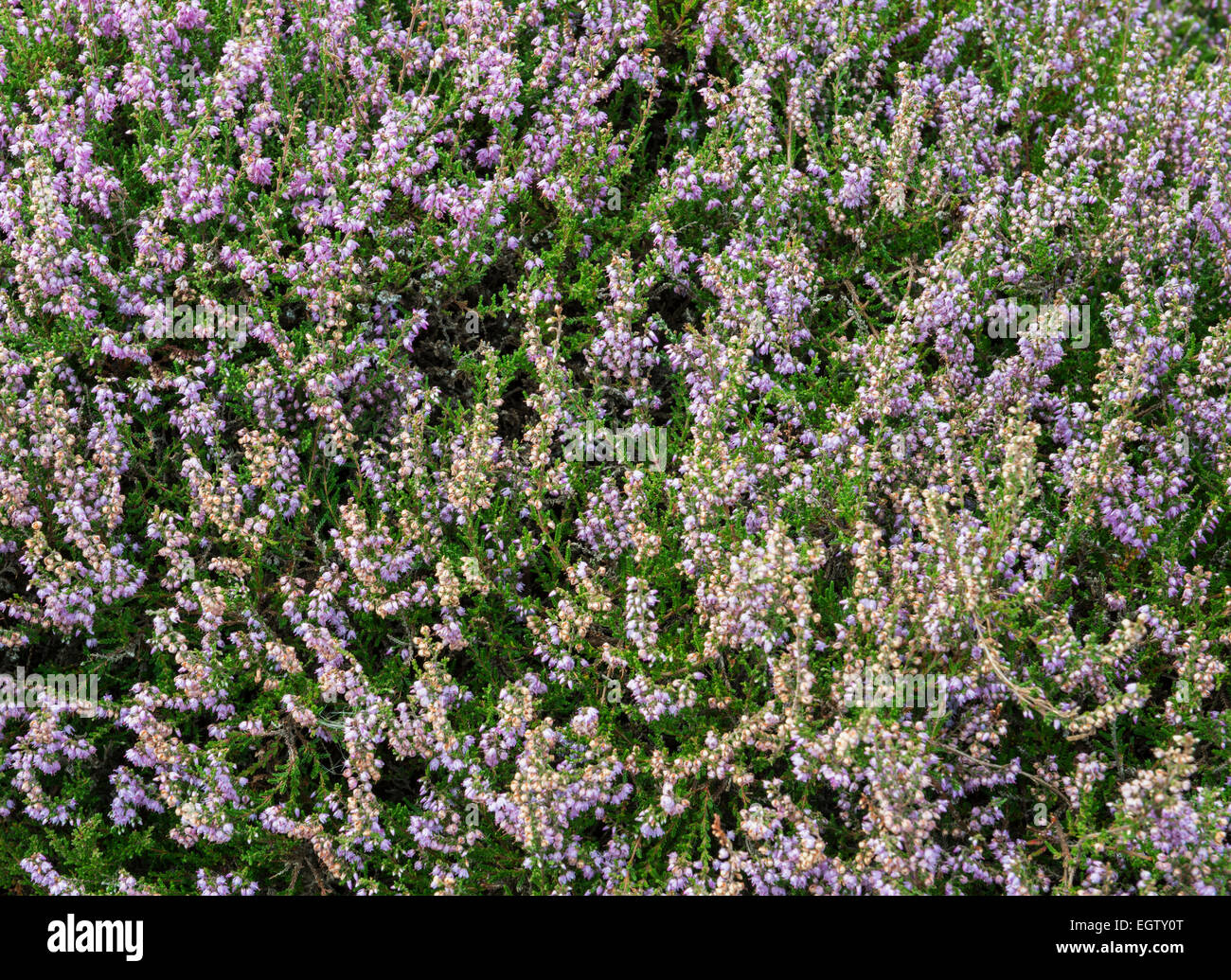 Floraison Mauve et blanc Heather dans les dunes de Texel. Banque D'Images