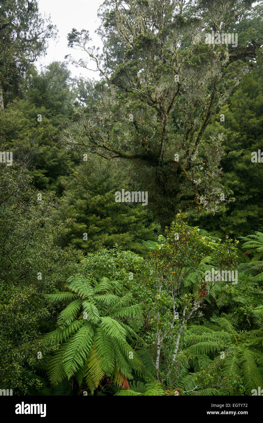 Parc forestier de Pureora, Manawatu-Wanganui, île du Nord, en Nouvelle-Zélande. Banque D'Images