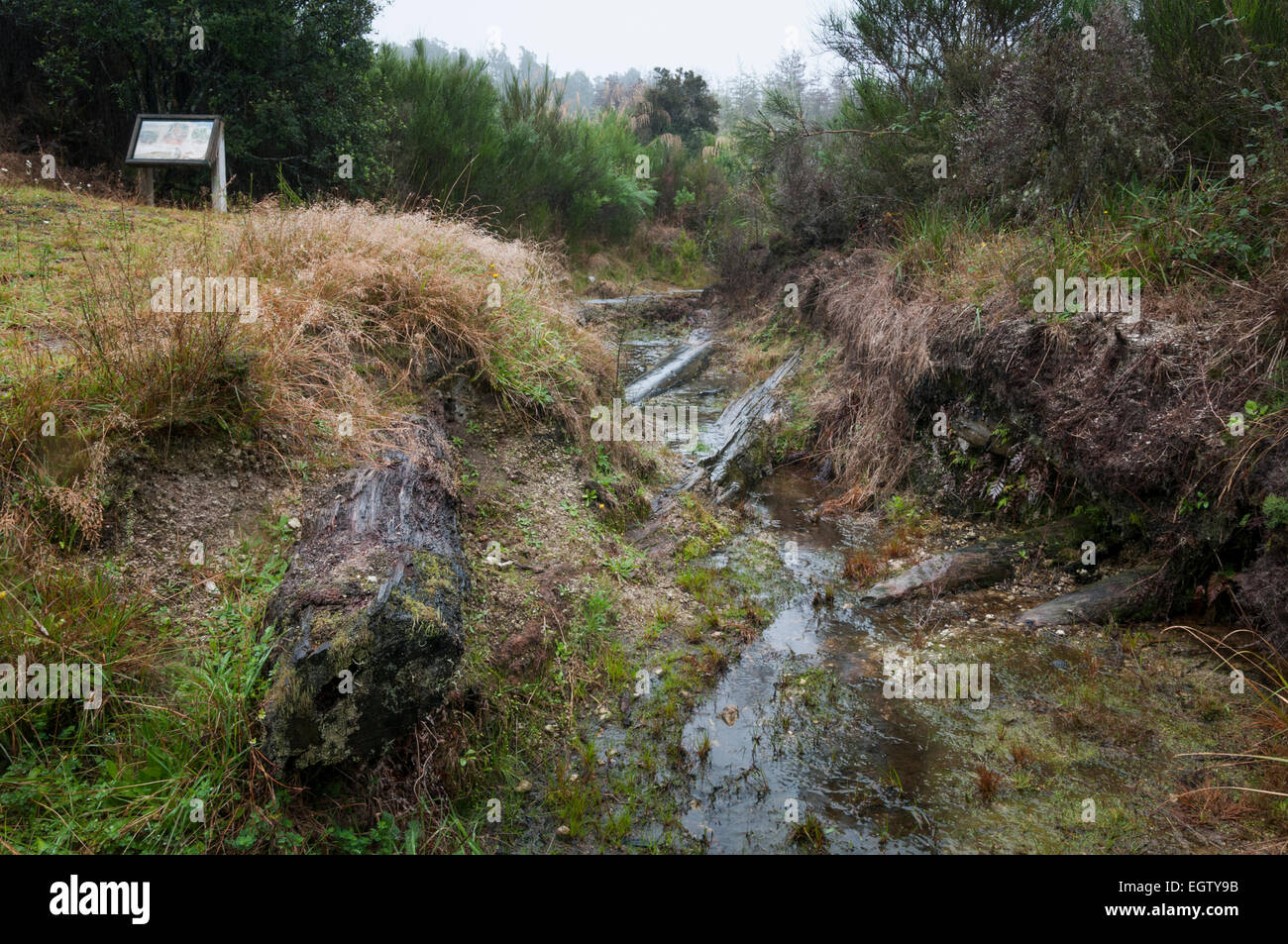 Arbres pétrifiés découverts dans le Parc Forestier de Pureora, Manawatu-Wanganui, île du Nord, en Nouvelle-Zélande. Banque D'Images