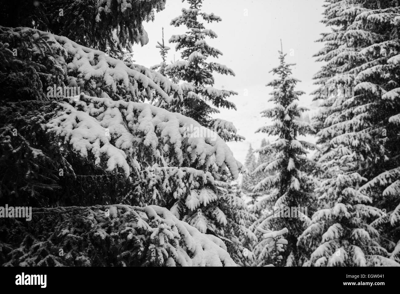 Snow covered tree branches Banque D'Images