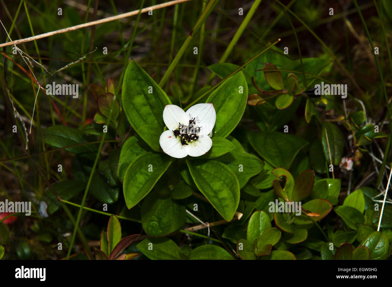 Dwarf cornel est une fleur typique des régions européennes et asiatiques de la région subarctique, ici la floraison sur l'archipel des Lofoten norvégien. Banque D'Images