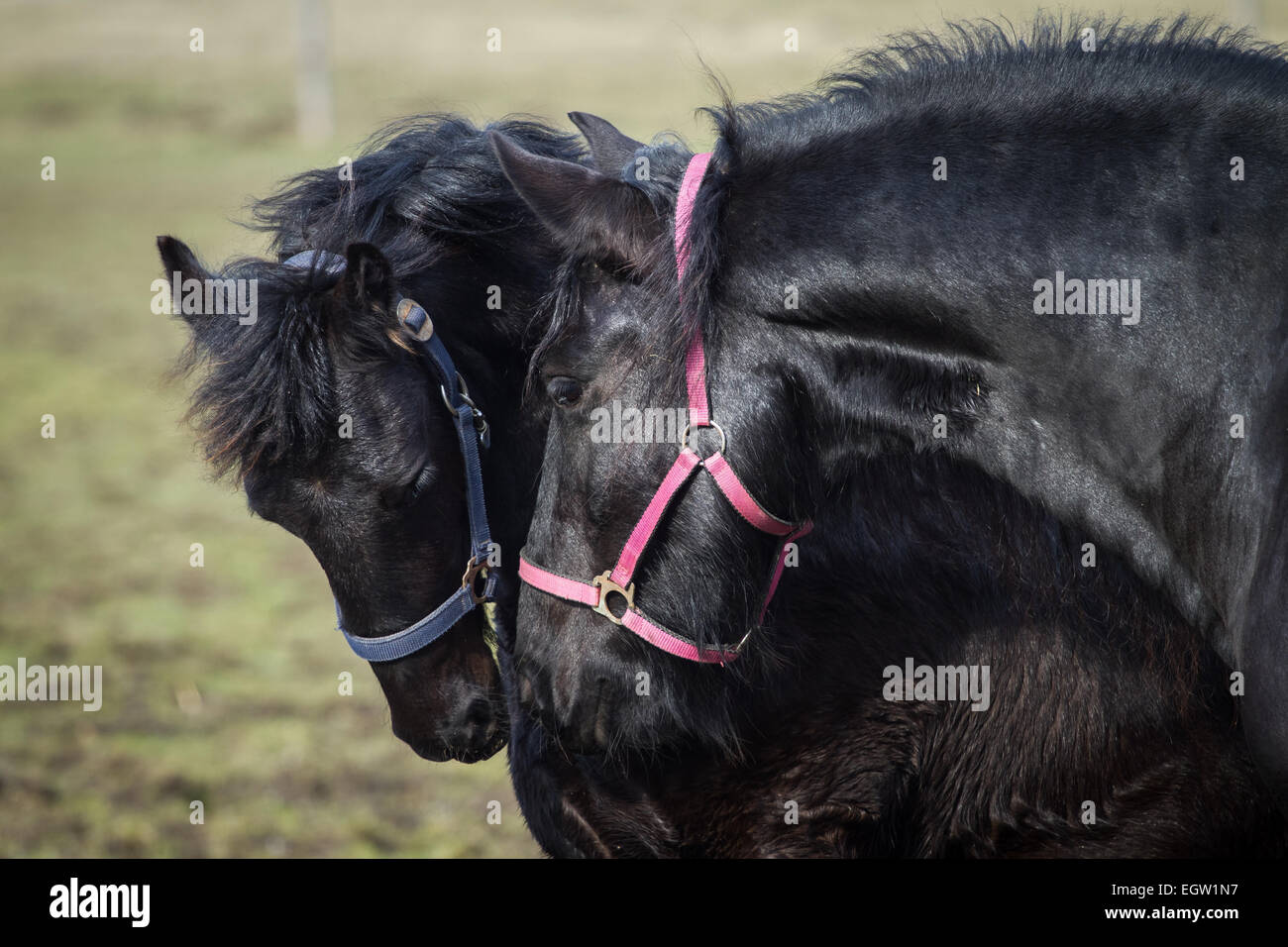 Poulain de beauté - cheval frison étalon Banque D'Images
