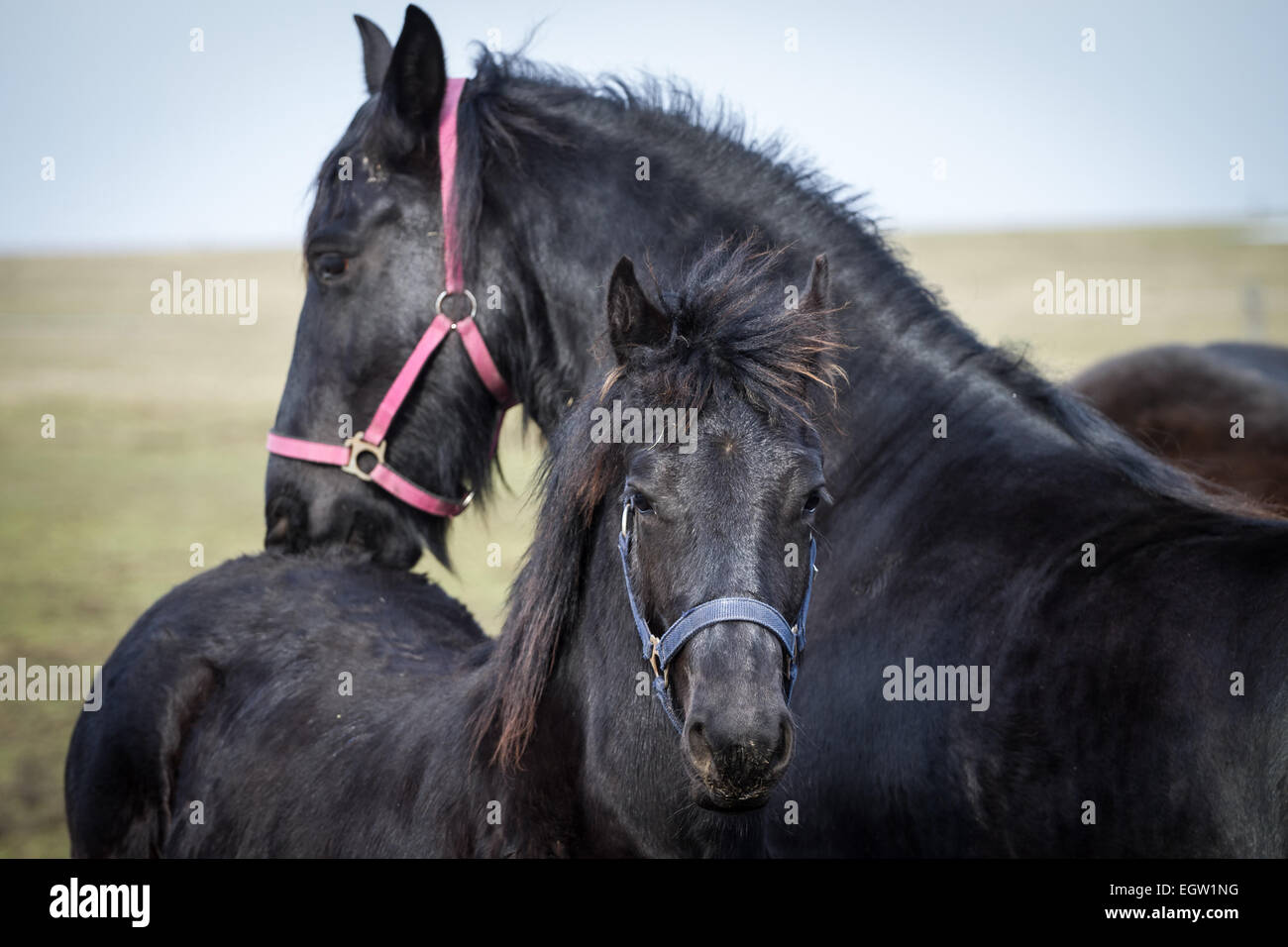 Poulain de beauté - cheval frison étalon Banque D'Images