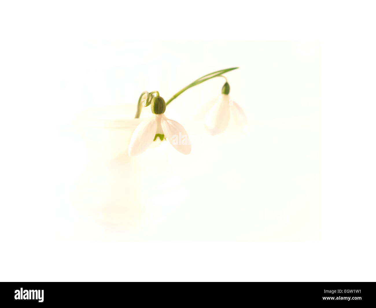 Perce-neige commun dans un vase sur fond blanc. Banque D'Images