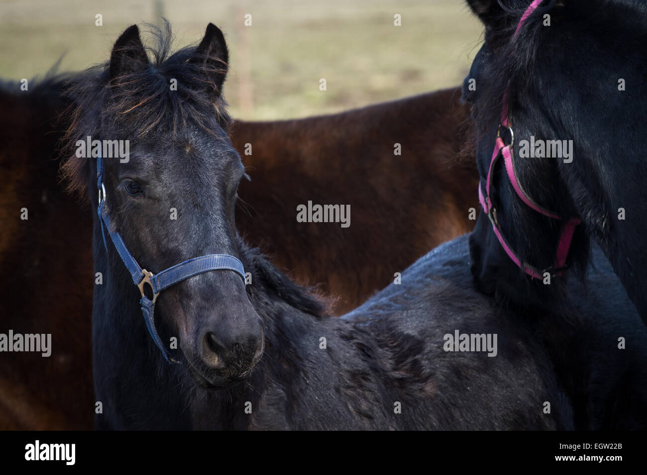 Poulain de beauté - cheval frison étalon Banque D'Images
