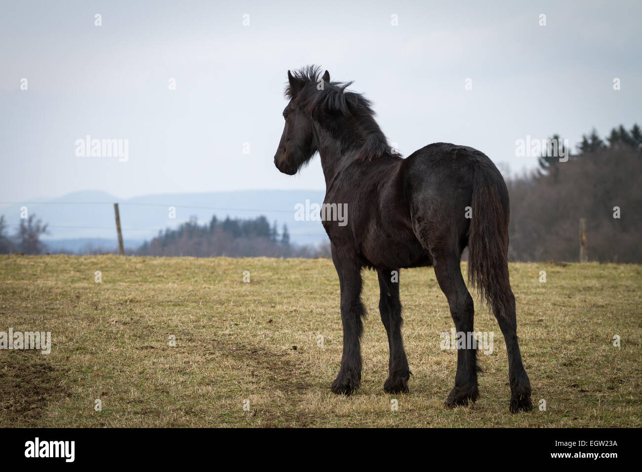 Poulain de beauté - cheval frison étalon Banque D'Images
