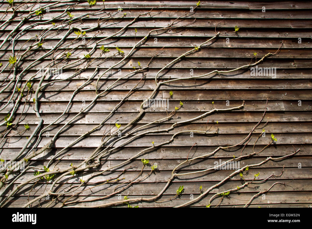 Les pousses vertes sur une vigne rampante contre un mur lambrissé de bois Banque D'Images