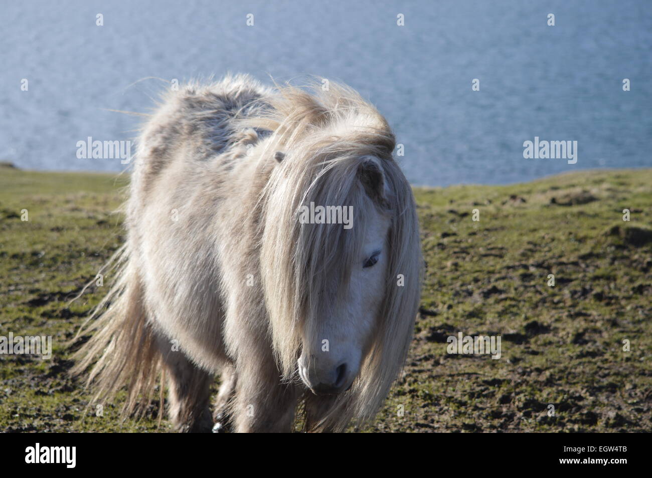 Turner Tapis Anti-mouches Léger Pour Cheval/poney/Shetland