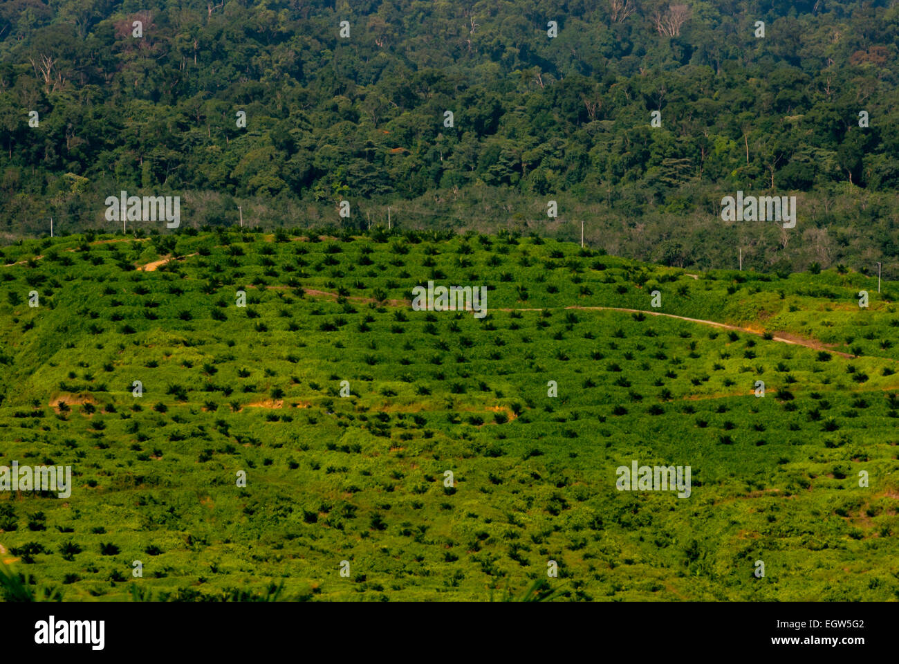 Palmiers à huile récemment plantés sur une zone de plantation, dans un fond de forêt vierge à Langkat, au nord de Sumatra, en Indonésie. Banque D'Images