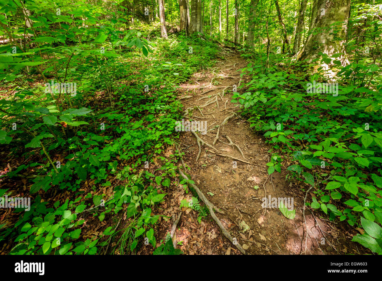 Sentier Trace Sheltowee dans Red River Gorge, Kentucky. Daniel Boone National Forest Banque D'Images
