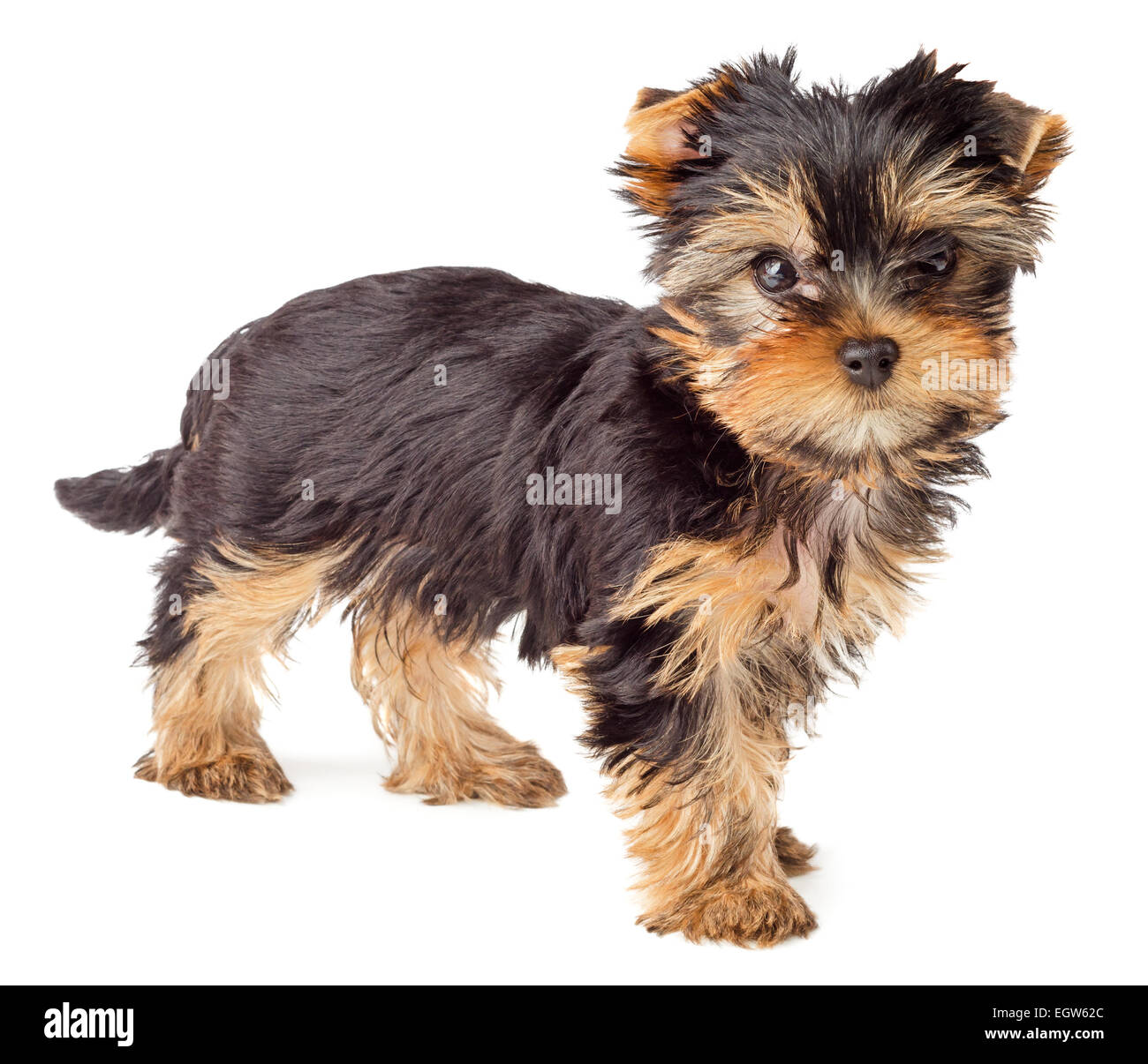 Yorkshire Terrier puppy standing, 2 mois, isolé sur fond blanc Banque D'Images