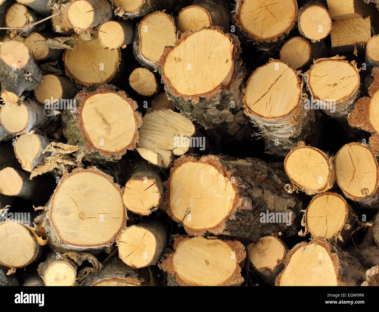 Tas de bois abattus prêts pour la cheminée Banque D'Images