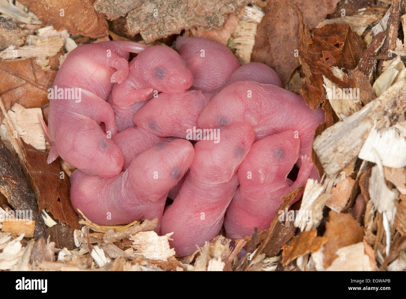 Fantaisie fantaisie, souris-souris, souris, souris, maison-Farbmäuse Hausmaus Farbmaus,,, Maus, Mus musculus, Mus musculus f. domestica Banque D'Images