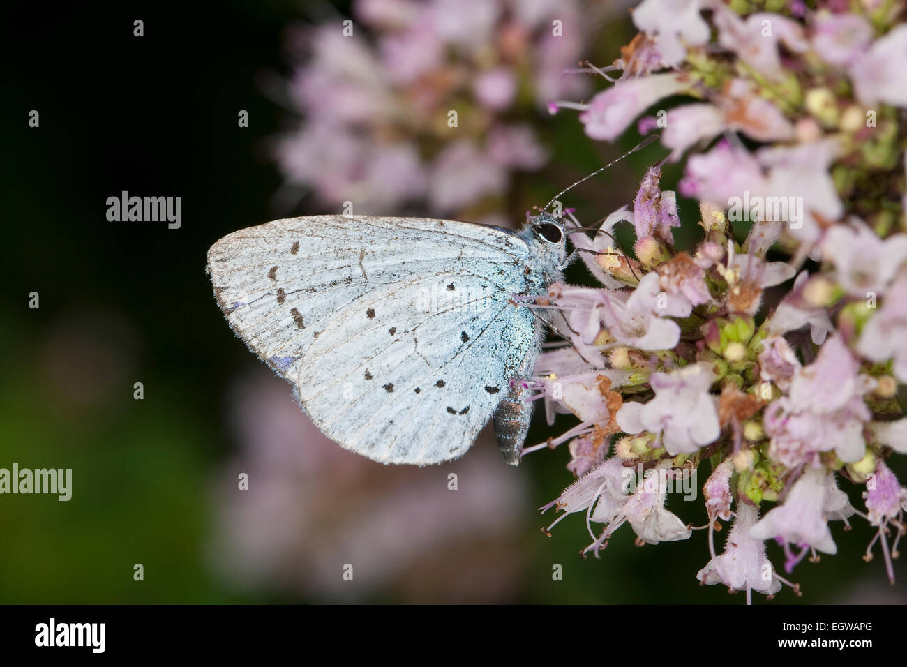 Holly Bleu, Holly-Blue Faulbaum-Bläuling Faulbaumbläuling, Celastrina argiolus,,, Celestrina argiolus, Lycaena argiolus Banque D'Images