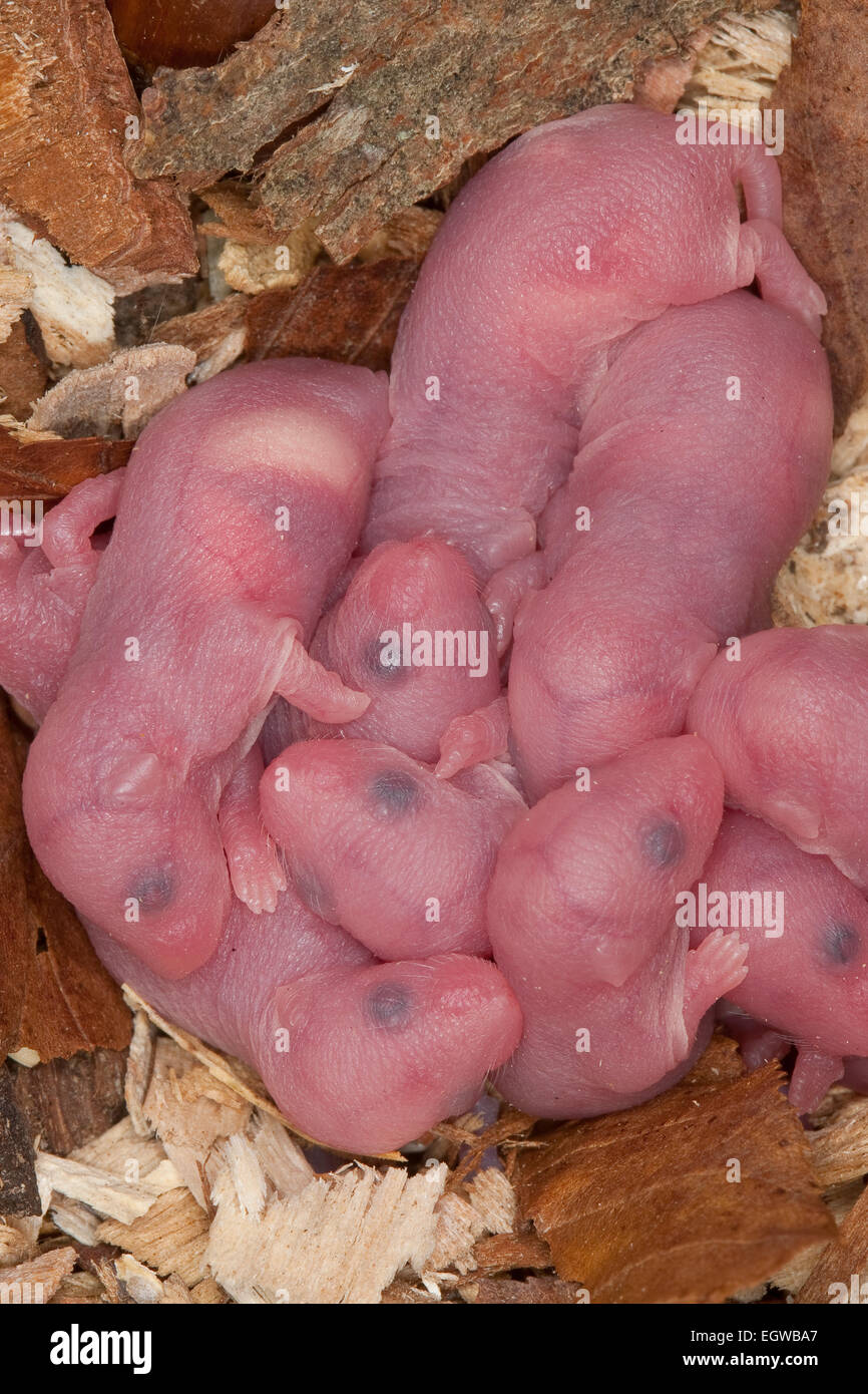 Fantaisie fantaisie, souris-souris, souris, souris, maison-Farbmäuse Hausmaus Farbmaus,,, Maus, Mus musculus, Mus musculus f. domestica Banque D'Images