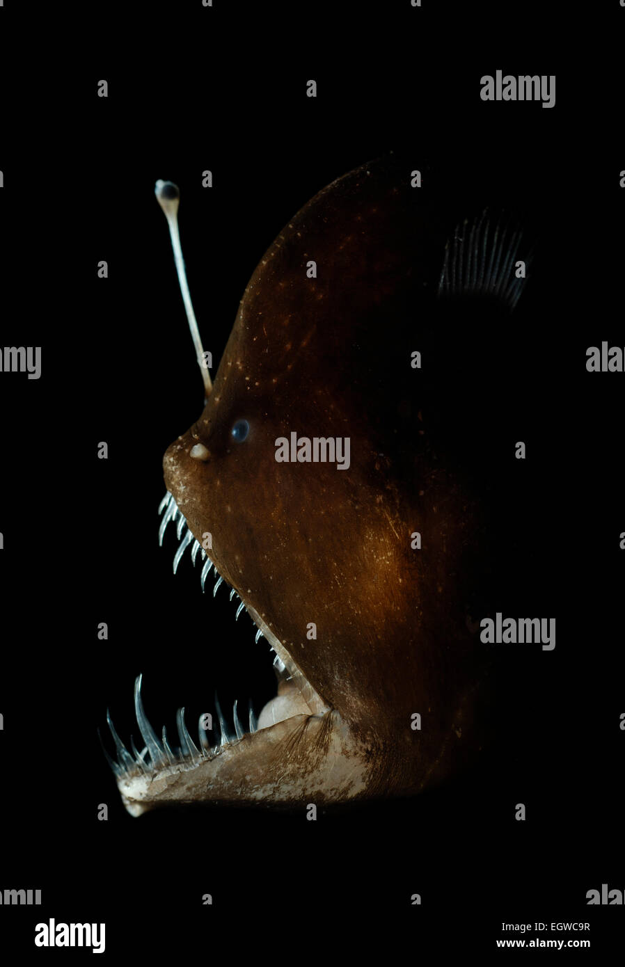 Glowing Plankton Banque D image Et Photos Alamy
