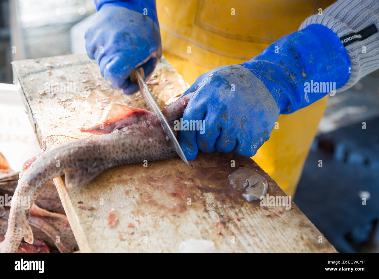 Un pêcheur de buccin couper du poisson-appât, port de Ramsgate, Kent Banque D'Images