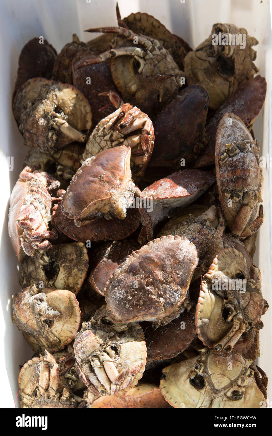 Un panier de crabes, de Ramsgate, Kent. Banque D'Images
