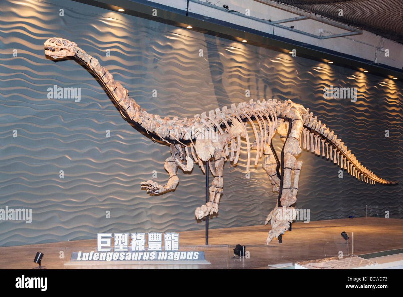 La Chine, squelette de Lufengosaurus Magnus Banque D'Images