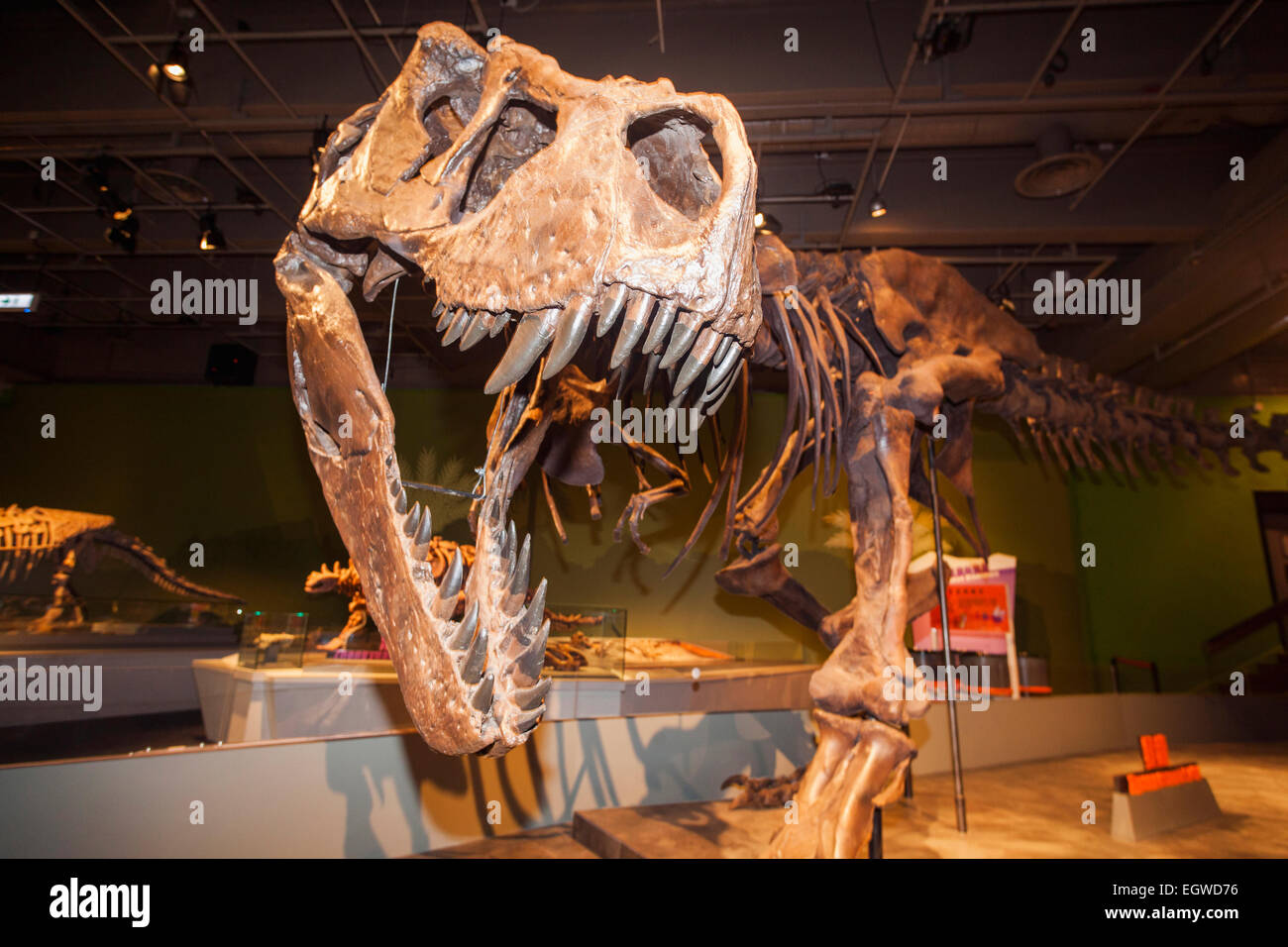 La Chine, squelette de Tyrannosaurus Rex Banque D'Images