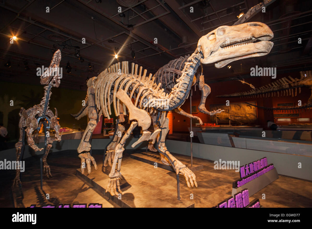 La Chine, squelette d'Jintasaurus ménisque Banque D'Images