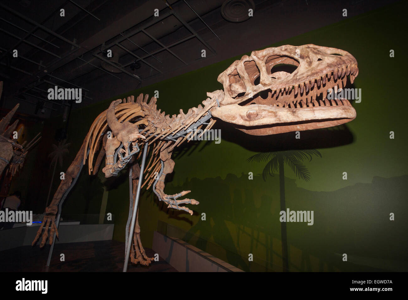 La Chine, Skelton de Yangchuanosaurus Shangyouensis Banque D'Images