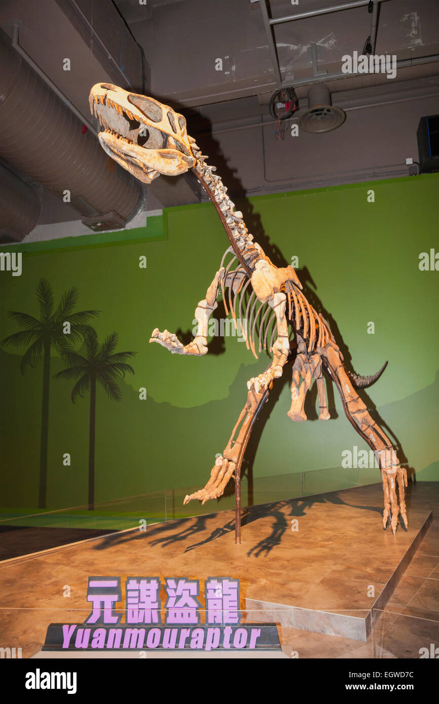 La Chine de Yuanmouraptor,Skelton Banque D'Images