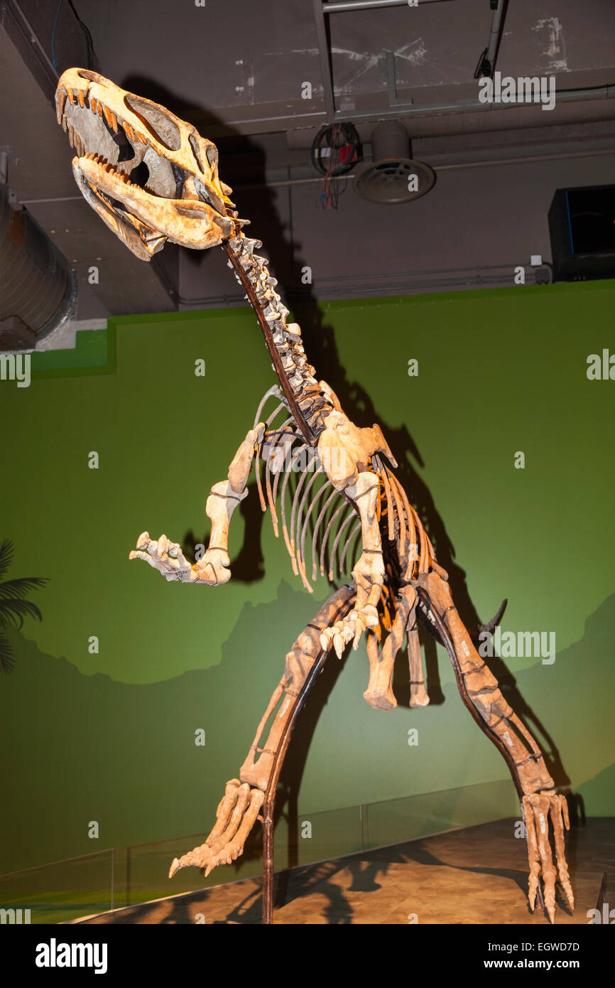 La Chine, squelette d'Yuanmouraptor Banque D'Images