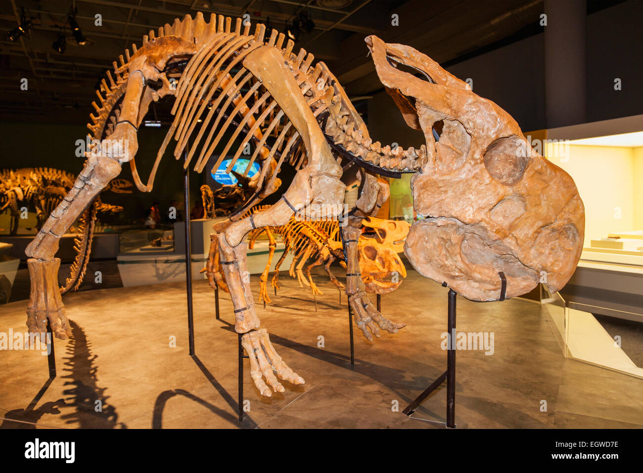 La Chine, squelette de Protoceratops Banque D'Images