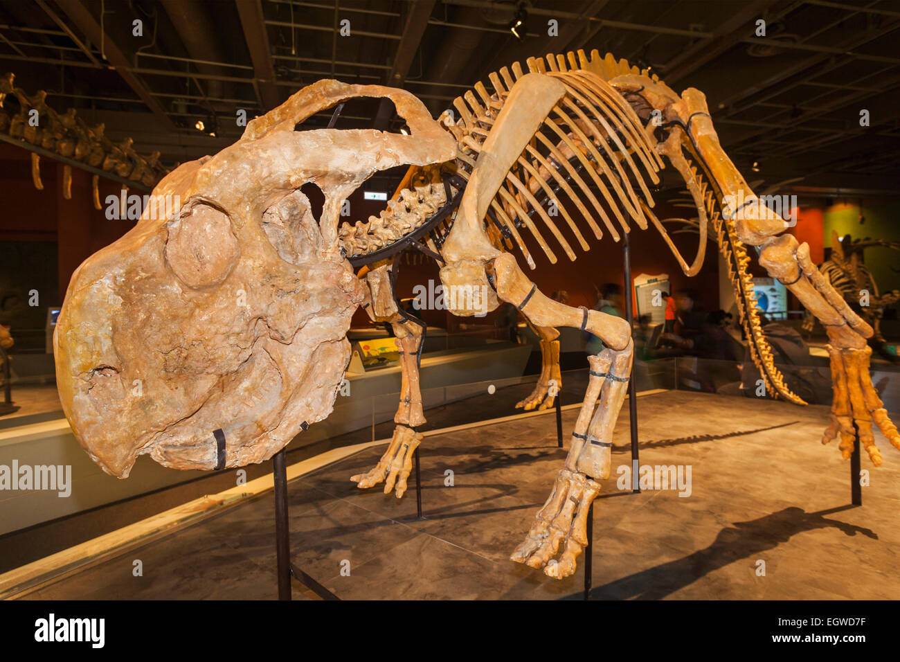 La Chine, squelette de Protoceratops Banque D'Images