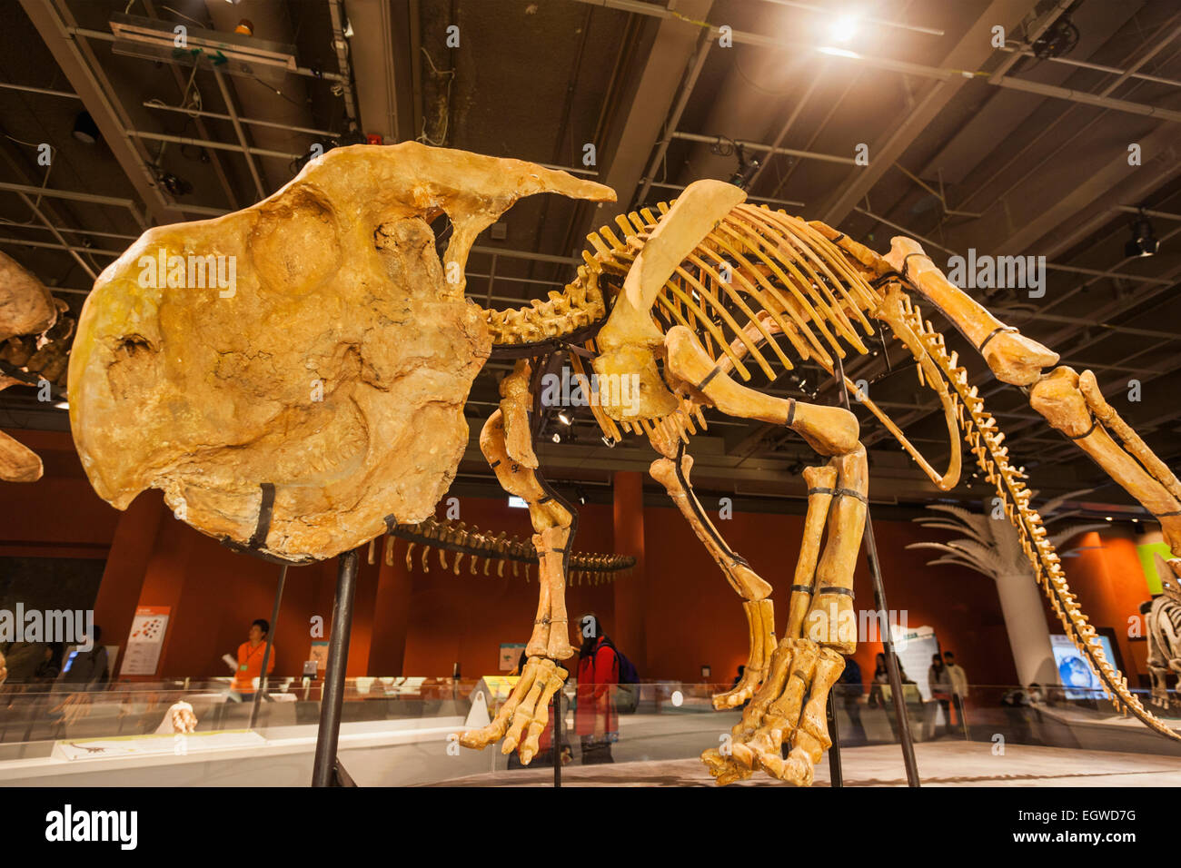 La Chine, squelette de Protoceratops Banque D'Images