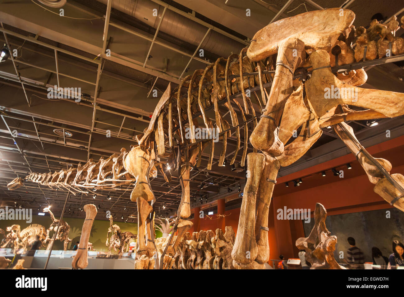 La Chine, de l'Daxiatitan Binglingi squelette Banque D'Images