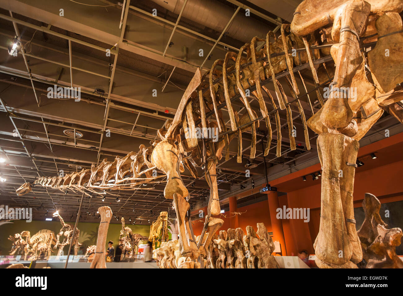 La Chine, de l'Daxiatitan Binglingi squelette Banque D'Images