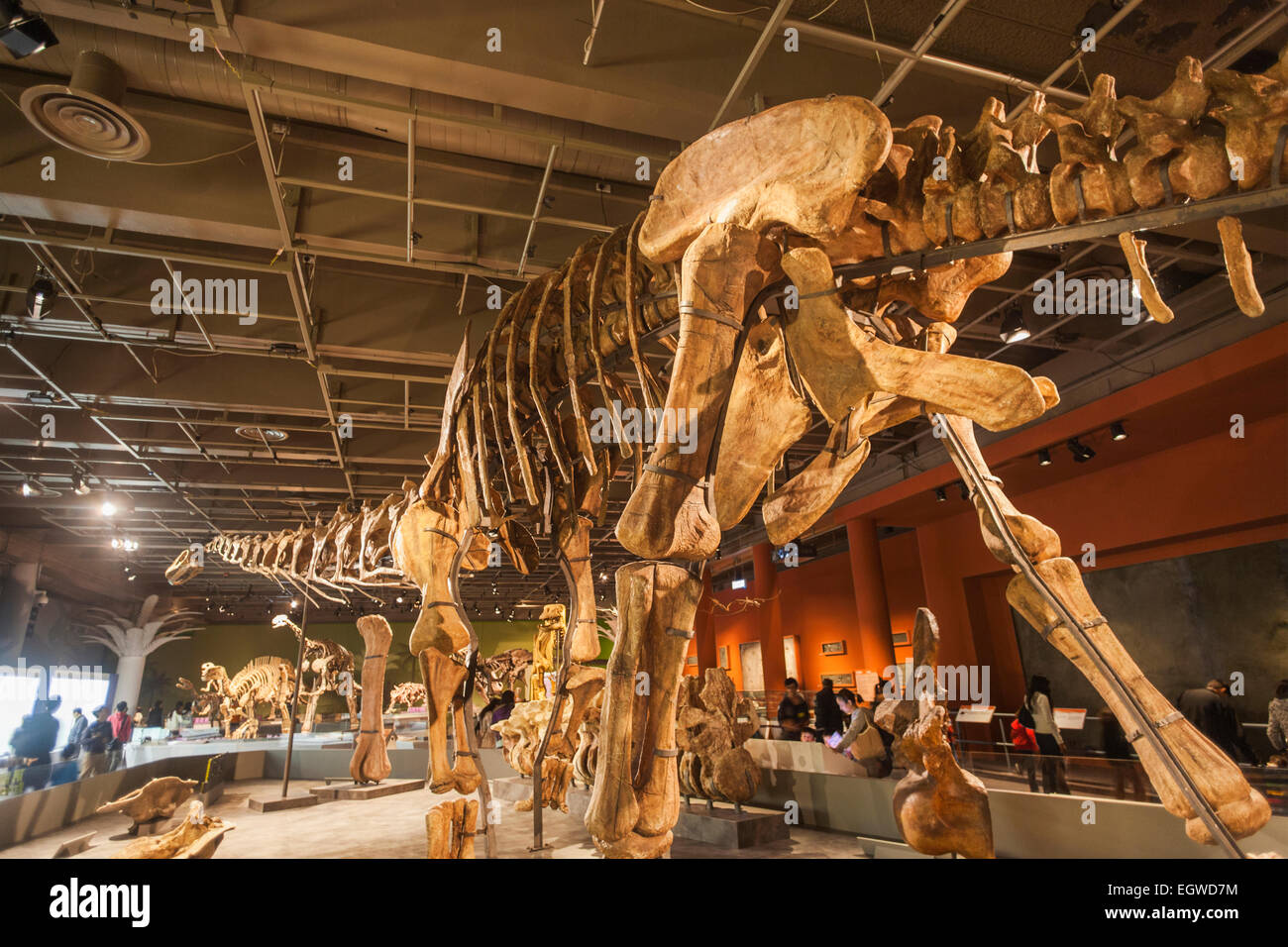 La Chine, de l'Daxiatitan Binglingi squelette Banque D'Images